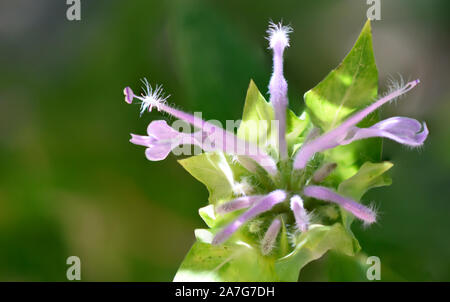 Lavender Bee Balm or Monarda Fistulosa photographed at the Desert Botanical Garden in New Mexico. Stock Photo