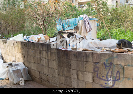 Stray cats being fed in the Manara district of Beirut, Lebanon Stock Photo