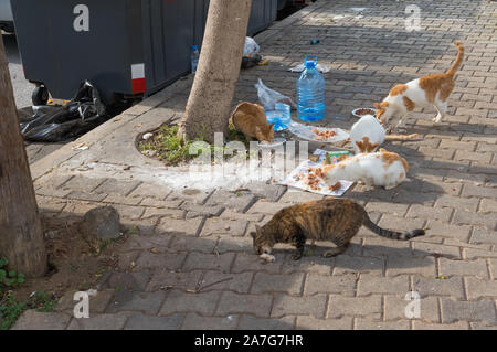 Stray cats being fed in the Manara district of Beirut, Lebanon Stock Photo