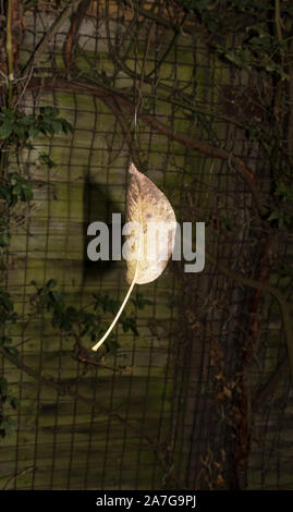 Fallen leaf hanging from spiders silk thread Stock Photo