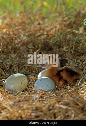 CROWNED or GREY-NECKED CRANE Balearica regulorum  1st chick & three eggs, chicks still to emerge,  in nest  (asynchronous hatching). On the ground. Stock Photo