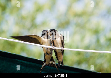 Junge Schwalbe wird im Flug gefuettert. Zum hinsetzen bleibt keine Zeit. Stock Photo