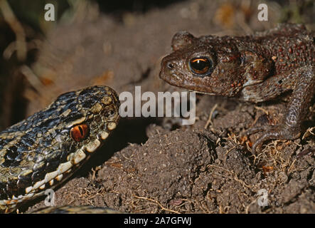 ADDER confronting Common Toad  Vipera berus berus & Bufo bufo  Adders will eat toads despite skin toxins. Contrasting pupils, vertical and horizontal. Stock Photo