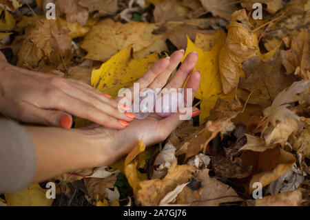 Female hands with orange manicure holding two yoni eggs made from pink quartz and transparent violet amethyst for vumfit, imbuilding or meditation on Stock Photo