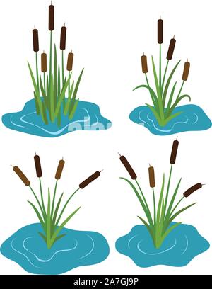 vector set of typhaceae marsh herb with leaves and spike flowers. colorful  reed grass symbols isolated on white background. marsh reed logo for botan Stock Vector