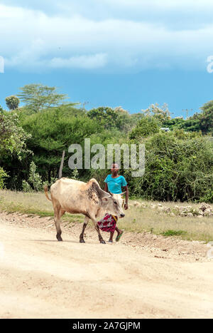 MTO WA MBU , TANZANIA - May 2014. African cattle herd being brought in for night. Stock Photo