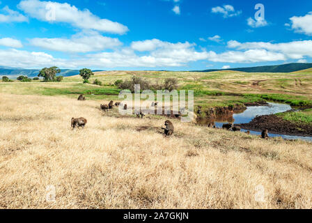 Baboons in the grasslands of Tanzania