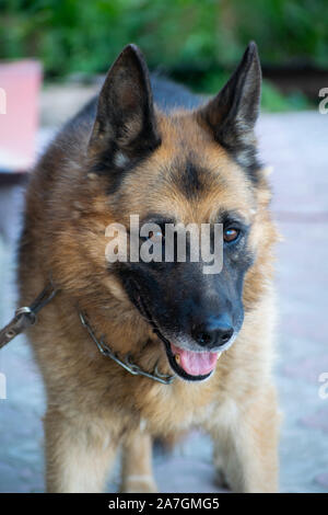 Dog breed German shepherd on nature. The dog who is looking for people. Stock Photo