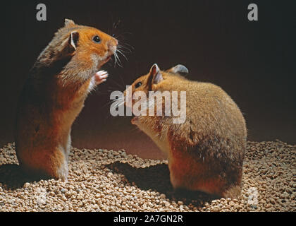 GOLDEN or SYRIAN HAMSTER pair (Mesocricetus auratus).  Wild colour form Male (right) showing 'timorous' interest in female (left). Courtship of a kind. Stock Photo