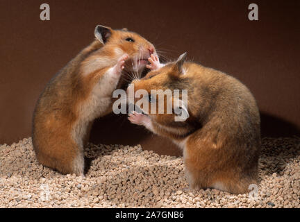 SYRIAN HAMSTER pair (Mesocricetus auratus).  Pre mating behaviour  Male (right) showing 'timorous' interest in female (left). Constant oestrous cycle. Stock Photo
