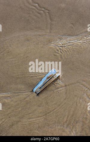 a razor clam shell or razor fish empty shell on a sandy beach with patterns in the wet sand. Stock Photo