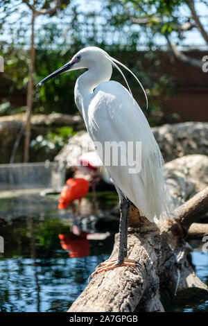 Exotic birds in Wetlands Aviary at Oceanographic aquarium at the City of Arts and Sciences in Valencia, Spain Stock Photo