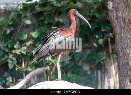 Exotic birds in Wetlands Aviary at Oceanographic aquarium at the City of Arts and Sciences in Valencia, Spain Stock Photo