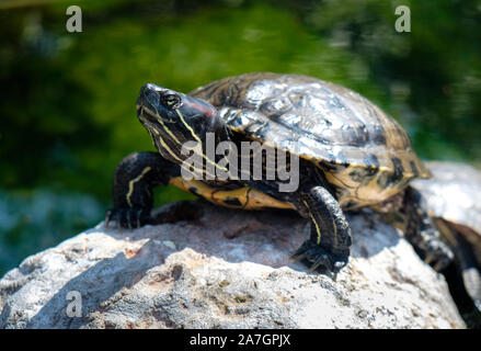 Turtle in Wetlands Aviary at Oceanographic aquarium at the City of Arts  and Sciences in Valencia, Spain Stock Photo
