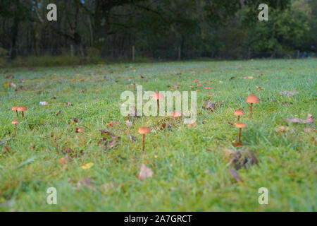 Small brown field fungi, UK Stock Photo