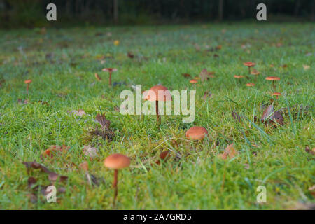 Small brown field fungi, UK Stock Photo