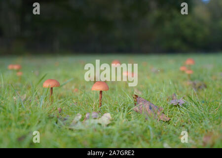 Small brown field fungi, UK Stock Photo