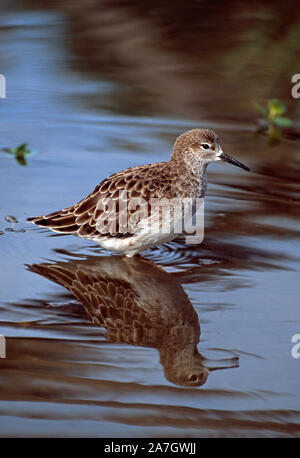 RUFF (Philomachus pugnax). In winter plumage. Male. Standing, walking in shallow water, with reflection. Profile. Breeding season sexually dimorphic p Stock Photo