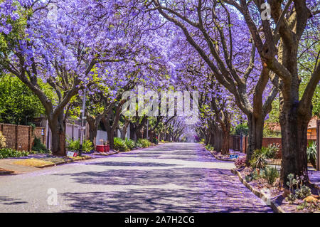 Purple blue Jacaranda mimosifolia bloom in Johannesburg street during spring in October in South Africa Stock Photo