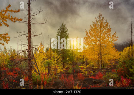Autumn landscape. Sunset on the background of a recovering forest after the eruption of Tolbachik volcano. Dead forest, Kamchatka, Russia Stock Photo