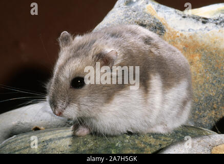 RUSSIAN DWARF HAIRY-FOOTED  or SIBERIAN HAMSTER (Phodopus sungorus sungorus).  'Winter White' form, March pelage Stock Photo