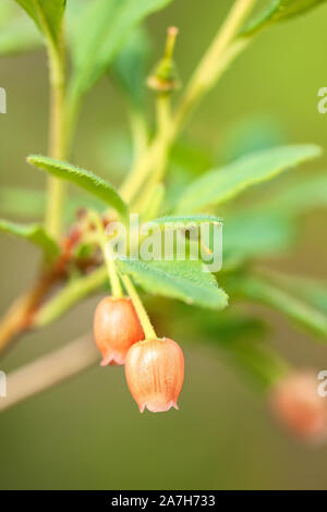 Rusty menziesia Rhododendron menziesii or Menziesia ferruginea, Banff National Park, Alberta, Canada. Stock Photo