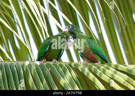 The Hispaniolan amazon or Hispaniolan parrot is a species of parrot in the family Psittacidae. It is found on Hispaniola Stock Photo