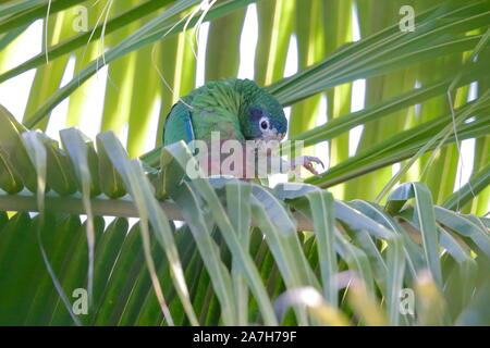 The Hispaniolan amazon or Hispaniolan parrot is a species of parrot in the family Psittacidae. It is found on Hispaniola Stock Photo