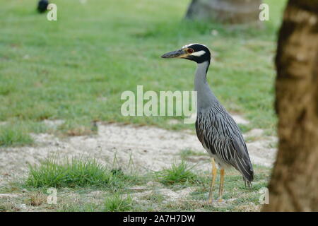 The yellow-crowned night heron, is one of two species of night herons found in the Americas Stock Photo