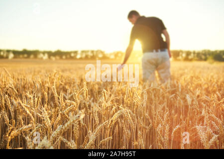 Wheat field. Ears of golden wheat. Beautiful Sunset Landscape. Background of ripening ears. Ripe cereal crop. closeup Stock Photo