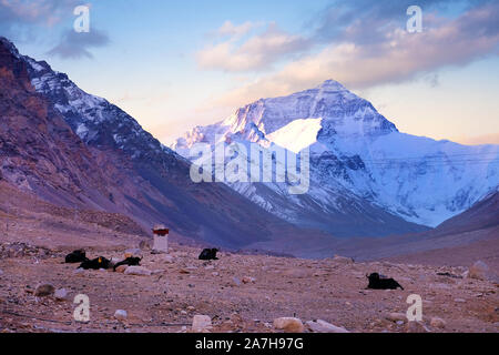 Yaks in the Tibetan plateau in a brown valley surrounding Mount Everest, against a cold colorful morning sky. Stock Photo