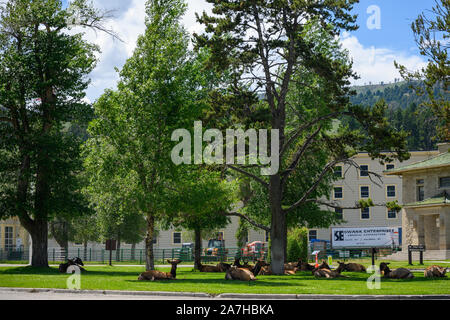 Gardiner, United States: July 12, 2019: Elk Rest in Yard in Main Area of Mammoth Hot Springs Stock Photo