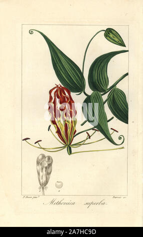 Flame lily, Gloriosa superba, native to tropical Africa and Asia. Handcoloured stipple engraving on copper by Barrois from a botanical illustration by Pancrace Bessa from Mordant de Launay's 'Herbier General de l'Amateur,' Audot, Paris, 1820. The Herbier was published from 1810 to 1827 and edited by Mordant de Launay and Loiseleur-Deslongchamps. Bessa (1772-1830s), along with Redoute and Turpin, is considered one of the greatest French botanical artists of the 19th century. Stock Photo