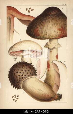 Bleeding mushroom, Agaricus haemorrhoidarius 18, field mushroom, A. campestris 19, and A. elvensis 20. Chromolithograph after an illustration by M. C. Cooke from his own 'British Edible Fungi, how to distinguish and how to cook them,' London, Kegan Paul, 1891. Mordecai Cubitt Cooke (1825-1914) was a British botanist, mycologist and artist. He was curator a the India Musuem from 1860 to 1879, when he transferred along with the botanical collection to the Royal Botanic Gardens, Kew. Stock Photo