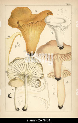 Golden chanterelle mushroom, Cantharellus cibarius 23 and 24, gilled mushroom, Hygrocybe virgineus 25, meadow waxy cap, H. pratensis 26 and Scotch bonnet, Marasmius oreades 27. Chromolithograph after an illustration by M. C. Cooke from his own 'British Edible Fungi, how to distinguish and how to cook them,' London, Kegan Paul, 1891. Mordecai Cubitt Cooke (1825-1914) was a British botanist, mycologist and artist. He was curator a the India Musuem from 1860 to 1879, when he transferred along with the botanical collection to the Royal Botanic Gardens, Kew. Stock Photo