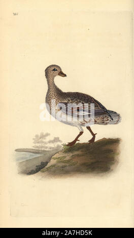 Gadwall (female), Anas strepera. Handcoloured copperplate drawn and engraved by Edward Donovan from his own 'Natural History of British Birds,' London, 1794-1819. Edward Donovan (1768-1837) was an Anglo-Irish amateur zoologist, writer, artist and engraver. He wrote and illustrated a series of volumes on birds, fish, shells and insects, opened his own museum of natural history in London, but later he fell on hard times and died penniless. Stock Photo