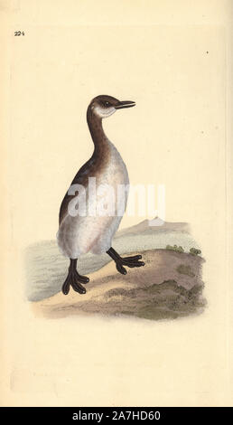 Red-necked grebe (female), Podiceps grisegena. Handcoloured copperplate drawn and engraved by Edward Donovan from his own 'Natural History of British Birds,' London, 1794-1819. Edward Donovan (1768-1837) was an Anglo-Irish amateur zoologist, writer, artist and engraver. He wrote and illustrated a series of volumes on birds, fish, shells and insects, opened his own museum of natural history in London, but later he fell on hard times and died penniless. Stock Photo