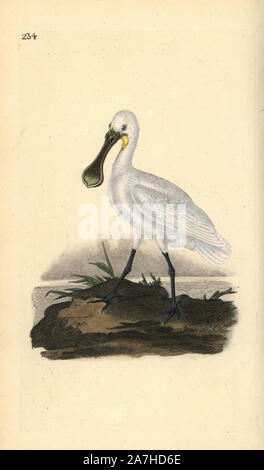 Eurasian or common spoonbill, Platalea leucorodia. Handcoloured copperplate drawn and engraved by Edward Donovan from his own 'Natural History of British Birds,' London, 1794-1819. Edward Donovan (1768-1837) was an Anglo-Irish amateur zoologist, writer, artist and engraver. He wrote and illustrated a series of volumes on birds, fish, shells and insects, opened his own museum of natural history in London, but later he fell on hard times and died penniless. Stock Photo