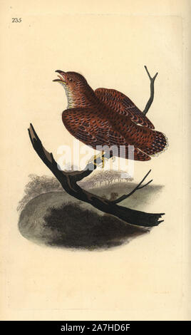 Common cuckoo (juvenile), Cuculus canorus. Handcoloured copperplate drawn and engraved by Edward Donovan from his own 'Natural History of British Birds,' London, 1794-1819. Edward Donovan (1768-1837) was an Anglo-Irish amateur zoologist, writer, artist and engraver. He wrote and illustrated a series of volumes on birds, fish, shells and insects, opened his own museum of natural history in London, but later he fell on hard times and died penniless. Stock Photo