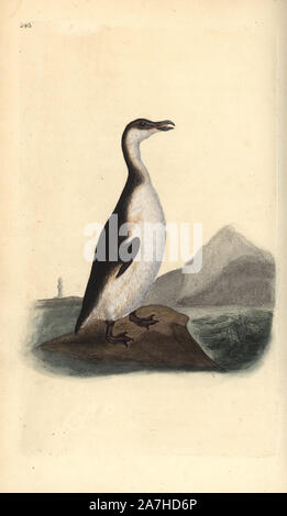 Great Auk (Pinguinus impennis). Natural History Museum. University of ...