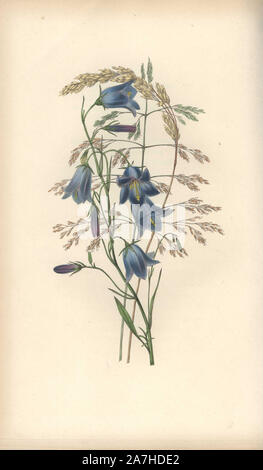 Harebell, Campanula rotundifolia, and grass varieties, Gramen. Handcoloured botanical illustration drawn and engraved by William Clark from Rebecca Hey's 'Moral of Flowers,' London, Longman, Rees, 1833. Mrs. Rebecca Hey was a Victorian writer, poet and artist who wrote 'Spirit of the Woods' 1837 and 'Recollections of the Lakes' 1841. William Clark was former draughtsman to the London Horticultural Society and illustrated many botanical books in the 1820s and 1830s. Stock Photo