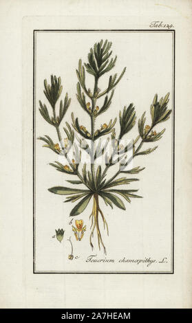 Yellow bugle, Ajuga chamaepitys, native to Europe and north Africa. Handcoloured copperplate botanical engraving from Johannes Zorn's 'Afbeelding der Artseny-Gewassen,' Jan Christiaan Sepp, Amsterdam, 1796. Zorn first published his illustrated medical botany in Nurnberg in 1780 with 500 plates, and a Dutch edition followed in 1796 published by J.C. Sepp with an additional 100 plates. Zorn (1739-1799) was a German pharmacist and botanist who collected medical plants from all over Europe for his 'Icones plantarum medicinalium' for apothecaries and doctors. Stock Photo