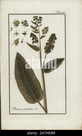 Patience dock, Rumex patientia, native to Europe. Handcoloured copperplate botanical engraving from Johannes Zorn's 'Afbeelding der Artseny-Gewassen,' Jan Christiaan Sepp, Amsterdam, 1796. Zorn first published his illustrated medical botany in Nurnberg in 1780 with 500 plates, and a Dutch edition followed in 1796 published by J.C. Sepp with an additional 100 plates. Zorn (1739-1799) was a German pharmacist and botanist who collected medical plants from all over Europe for his 'Icones plantarum medicinalium' for apothecaries and doctors. Stock Photo