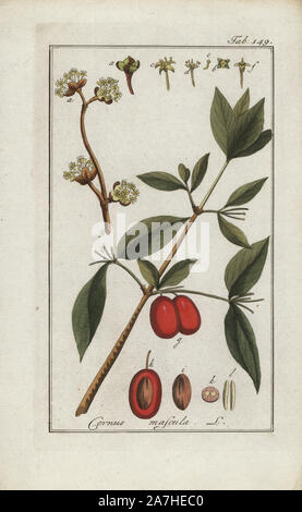 European cornel, Cornus mas, native to Europe and Asia. Handcoloured copperplate botanical engraving from Johannes Zorn's 'Afbeelding der Artseny-Gewassen,' Jan Christiaan Sepp, Amsterdam, 1796. Zorn first published his illustrated medical botany in Nurnberg in 1780 with 500 plates, and a Dutch edition followed in 1796 published by J.C. Sepp with an additional 100 plates. Zorn (1739-1799) was a German pharmacist and botanist who collected medical plants from all over Europe for his 'Icones plantarum medicinalium' for apothecaries and doctors. Stock Photo
