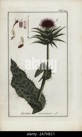 Milk thistle, Silybum marianum, native to Southern Europe. Handcoloured copperplate botanical engraving from Johannes Zorn's 'Afbeelding der Artseny-Gewassen,' Jan Christiaan Sepp, Amsterdam, 1796. Zorn first published his illustrated medical botany in Nurnberg in 1780 with 500 plates, and a Dutch edition followed in 1796 published by J.C. Sepp with an additional 100 plates. Zorn (1739-1799) was a German pharmacist and botanist who collected medical plants from all over Europe for his 'Icones plantarum medicinalium' for apothecaries and doctors. Stock Photo