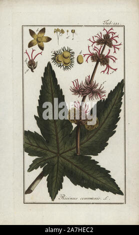 Castor oil plant, Ricinus communis, native to the Mediterranena, east Africa and India. Handcoloured copperplate botanical engraving from Johannes Zorn's 'Afbeelding der Artseny-Gewassen,' Jan Christiaan Sepp, Amsterdam, 1796. Zorn first published his illustrated medical botany in Nurnberg in 1780 with 500 plates, and a Dutch edition followed in 1796 published by J.C. Sepp with an additional 100 plates. Zorn (1739-1799) was a German pharmacist and botanist who collected medical plants from all over Europe for his 'Icones plantarum medicinalium' for apothecaries and doctors. Stock Photo