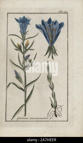 Marsh gentian, Gentiana pneumonanthe, native to Europe. Handcoloured copperplate botanical engraving from Johannes Zorn's 'Afbeelding der Artseny-Gewassen,' Jan Christiaan Sepp, Amsterdam, 1796. Zorn first published his illustrated medical botany in Nurnberg in 1780 with 500 plates, and a Dutch edition followed in 1796 published by J.C. Sepp with an additional 100 plates. Zorn (1739-1799) was a German pharmacist and botanist who collected medical plants from all over Europe for his 'Icones plantarum medicinalium' for apothecaries and doctors. Stock Photo