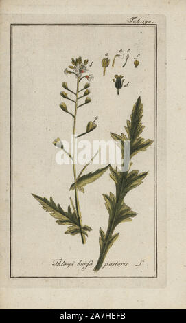 Shepherd's purse, Capsella bursa-pastoris. Handcoloured copperplate botanical engraving from Johannes Zorn's 'Afbeelding der Artseny-Gewassen,' Jan Christiaan Sepp, Amsterdam, 1796. Zorn first published his illustrated medical botany in Nurnberg in 1780 with 500 plates, and a Dutch edition followed in 1796 published by J.C. Sepp with an additional 100 plates. Zorn (1739-1799) was a German pharmacist and botanist who collected medical plants from all over Europe for his 'Icones plantarum medicinalium' for apothecaries and doctors. Stock Photo