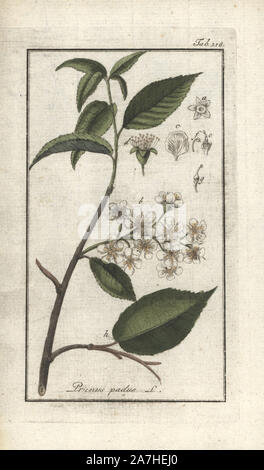 Bird cherry or hackberry, Prunus padus. Handcoloured copperplate botanical engraving from Johannes Zorn's 'Afbeelding der Artseny-Gewassen,' Jan Christiaan Sepp, Amsterdam, 1796. Zorn first published his illustrated medical botany in Nurnberg in 1780 with 500 plates, and a Dutch edition followed in 1796 published by J.C. Sepp with an additional 100 plates. Zorn (1739-1799) was a German pharmacist and botanist who collected medical plants from all over Europe for his 'Icones plantarum medicinalium' for apothecaries and doctors. Stock Photo