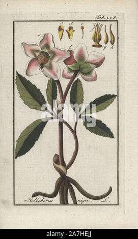 Christmas rose or black hellebore, Helleborus niger. Handcoloured copperplate botanical engraving from Johannes Zorn's 'Afbeelding der Artseny-Gewassen,' Jan Christiaan Sepp, Amsterdam, 1796. Zorn first published his illustrated medical botany in Nurnberg in 1780 with 500 plates, and a Dutch edition followed in 1796 published by J.C. Sepp with an additional 100 plates. Zorn (1739-1799) was a German pharmacist and botanist who collected medical plants from all over Europe for his 'Icones plantarum medicinalium' for apothecaries and doctors. Stock Photo